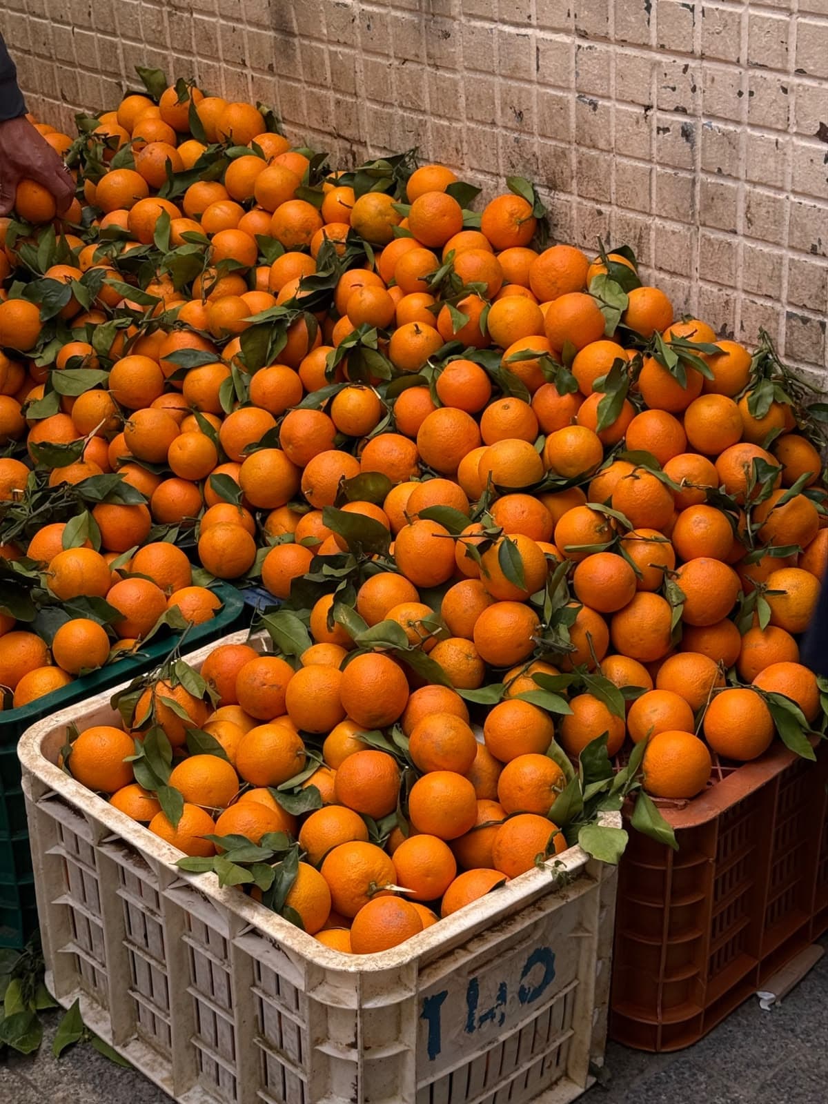 Baladi Oranges