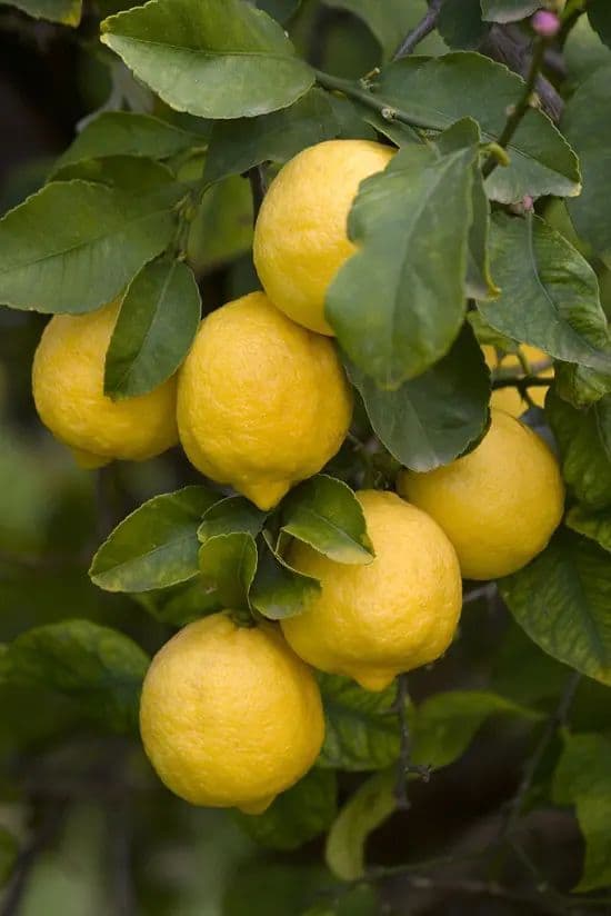 Lemons