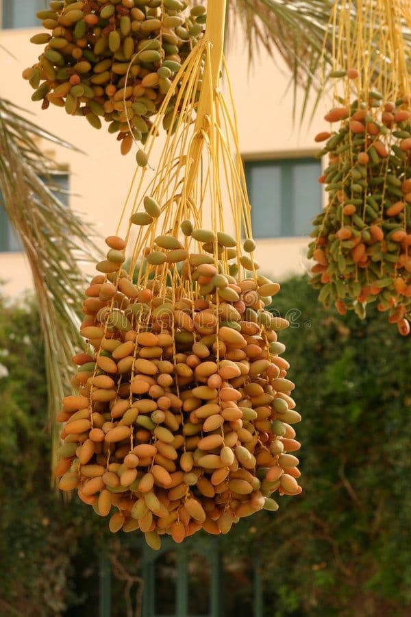 Premium Egyptian date varieties