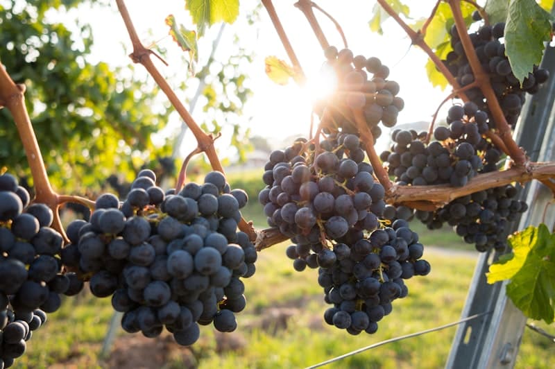 Grapes