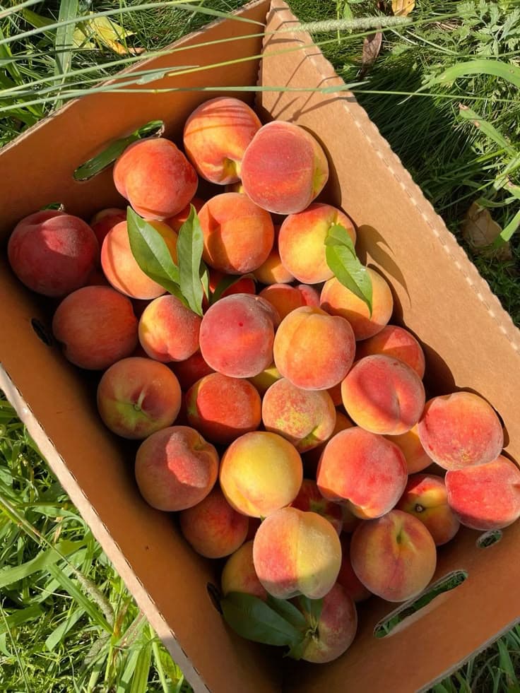 Peaches