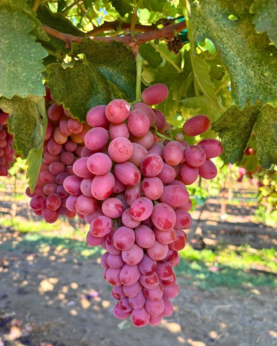Crimson Grapes