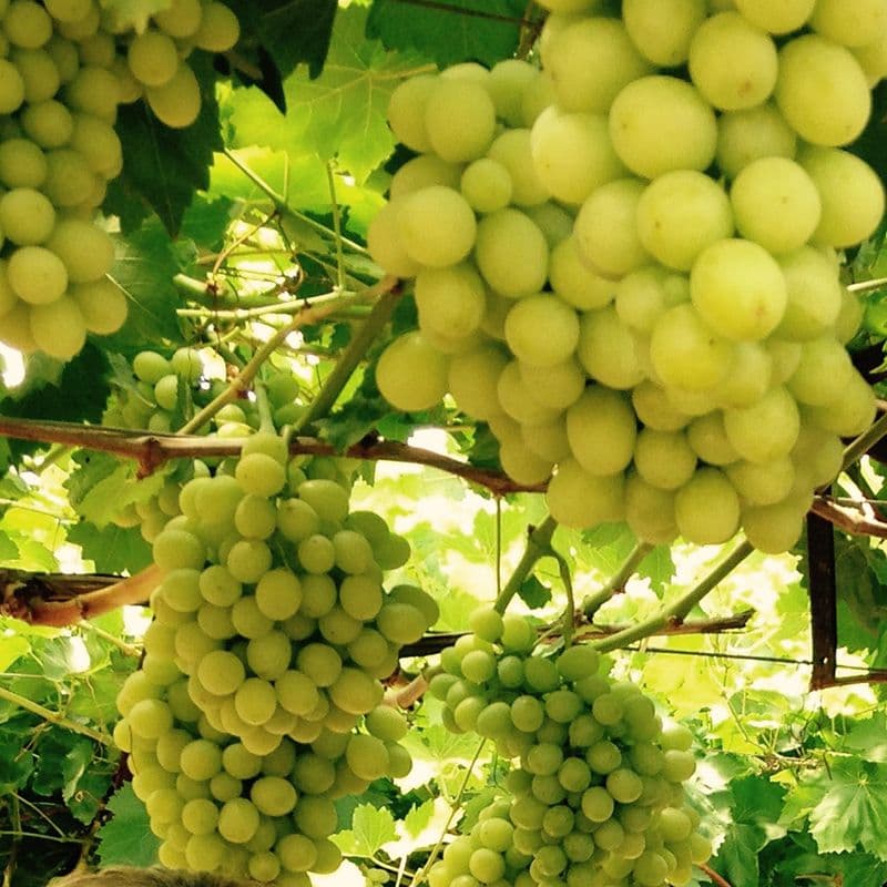 Early Sweet Grapes