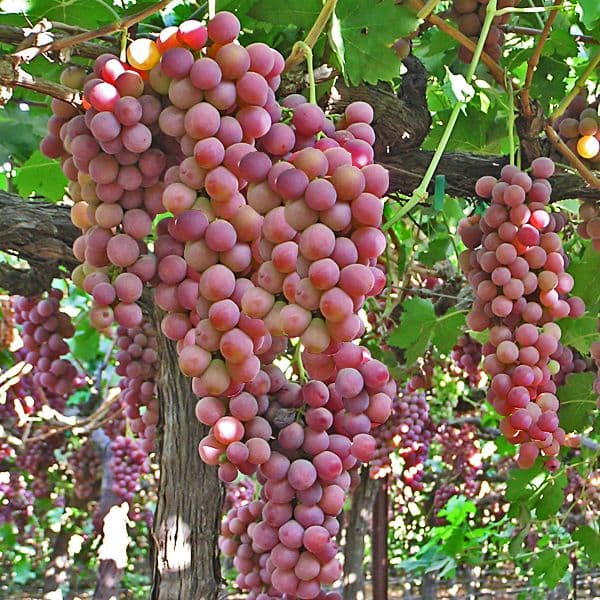 Flame Grapes