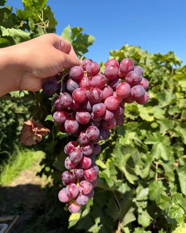 Red Globe Grapes