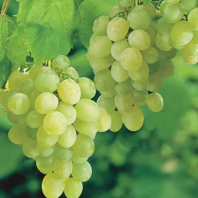 Thompson Grapes