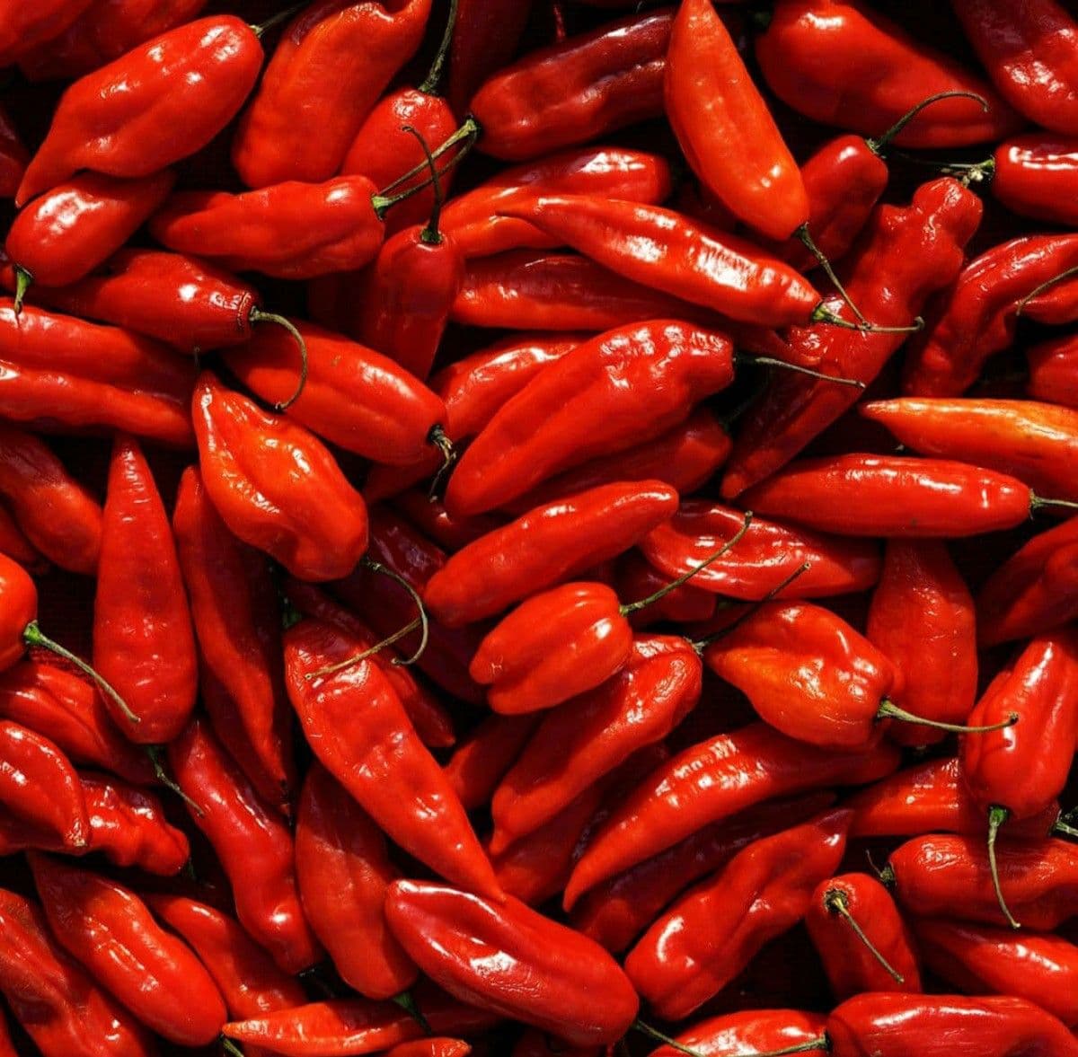 Egyptian Hot Chili