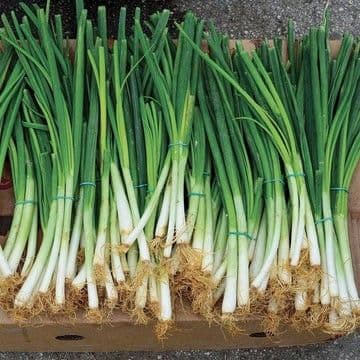 Egyptian Spring Onions